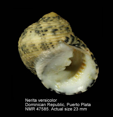 Nerita versicolor (2).jpg - Nerita versicolorGmelin,1791